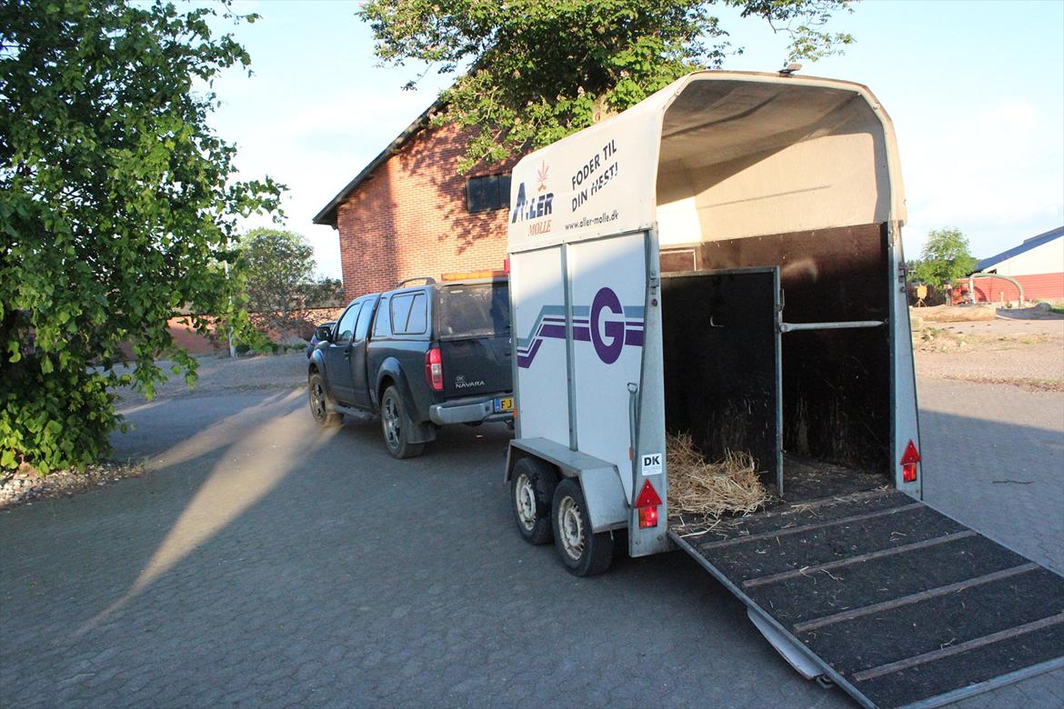 Aabenraa Dyrskue med Confetti - Lamhavegaard-bilen og traileren(Venligst udlånt af min onkel) - klar til at transportere Confetti mod Aabenraa :-) billede 6