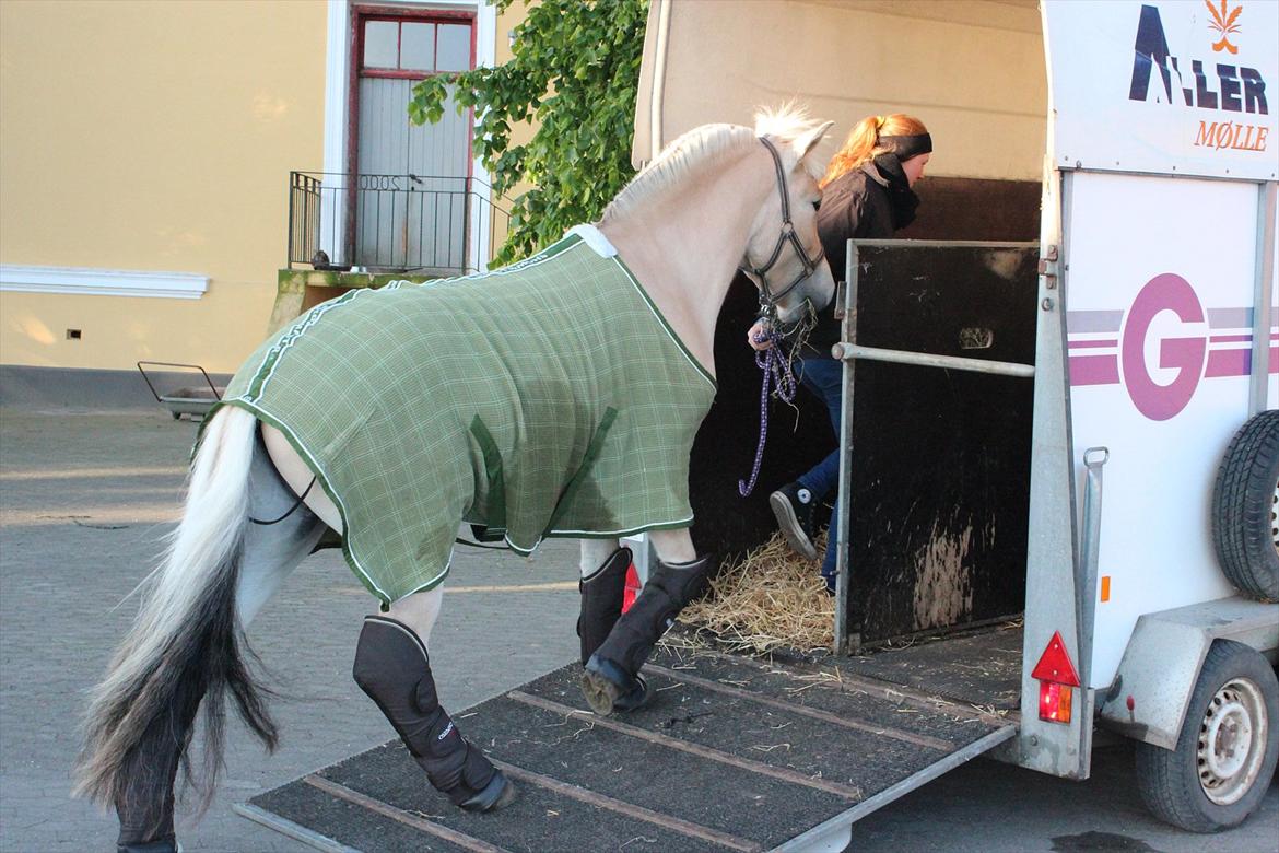 Aabenraa Dyrskue med Confetti - -Og han går lige op i traileren som han plejer :-) billede 8