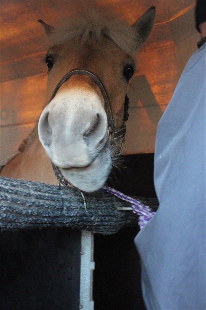 Aabenraa Dyrskue med Confetti - Inde i traileren :-) billede 9