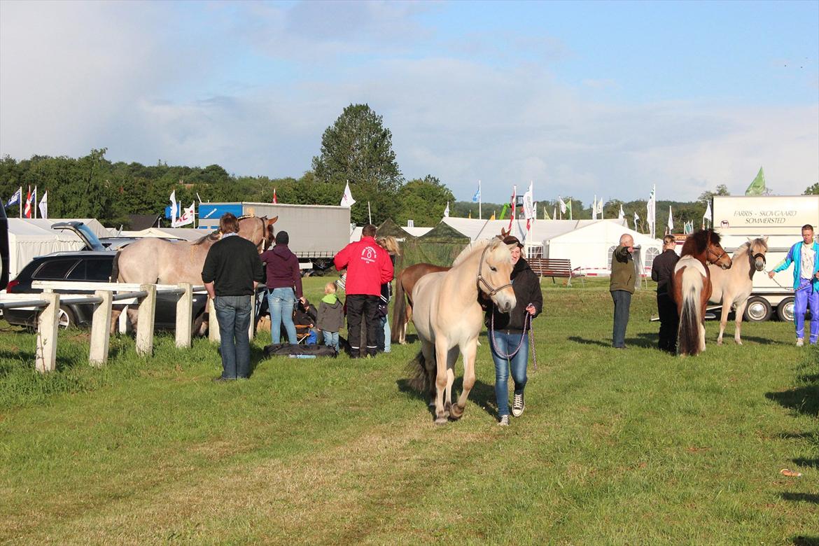 Aabenraa Dyrskue med Confetti - Confetti og jeg på vej hen til hans spiltov :-) billede 12