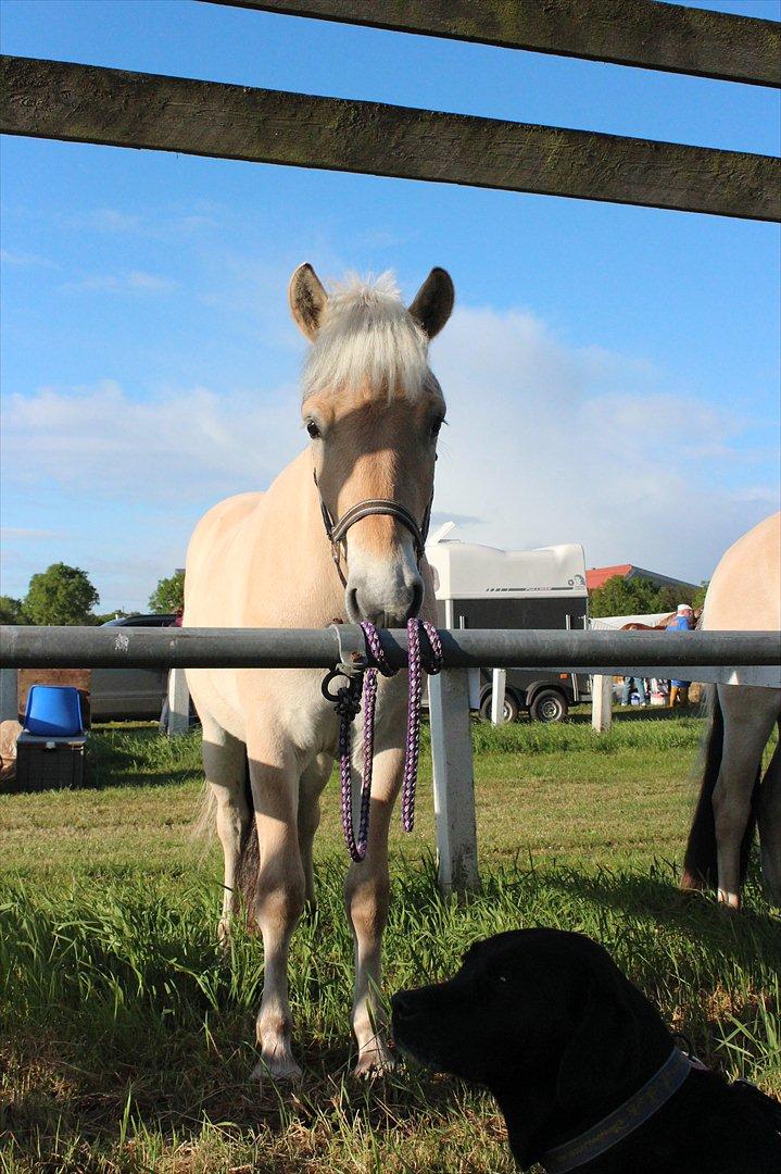 Aabenraa Dyrskue med Confetti - Så er han klar, den "lille" fyr - her har han stadig "trailer-grimen" på :-) billede 13