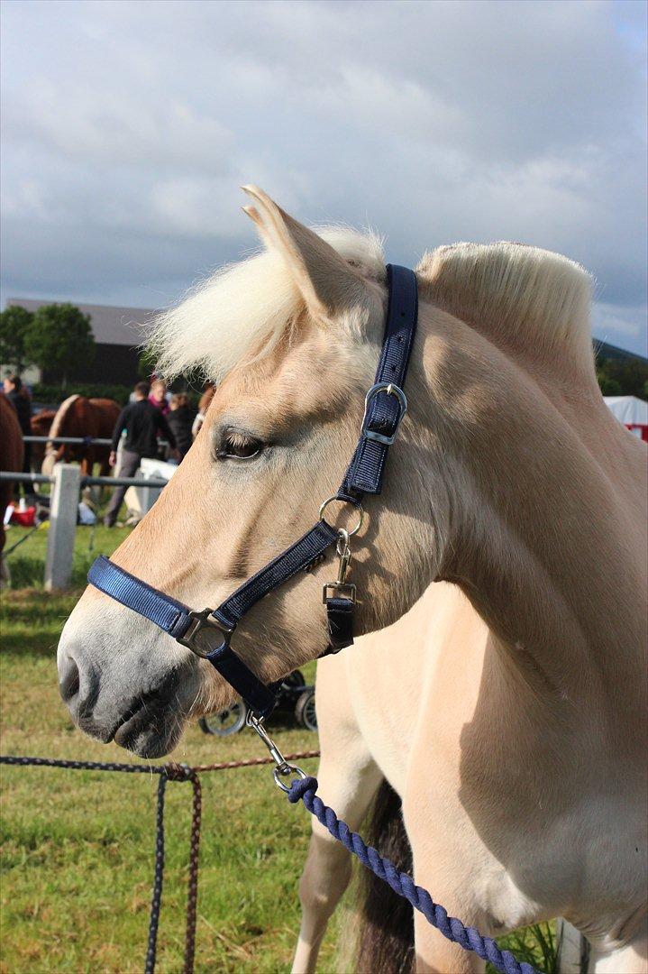 Aabenraa Dyrskue med Confetti - Så har han fået den helt nye grime på(Ink.l. træktov) billede 14