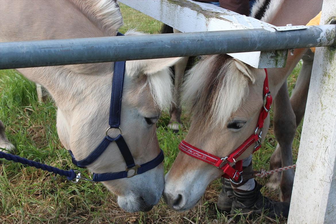 Aabenraa Dyrskue med Confetti - Første møde med Try - hans flinke sidekammerat :-) billede 15