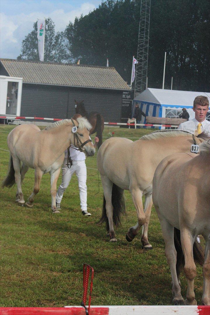 Aabenraa Dyrskue med Confetti - Inde med de 3 andre fjordheste :-) billede 19