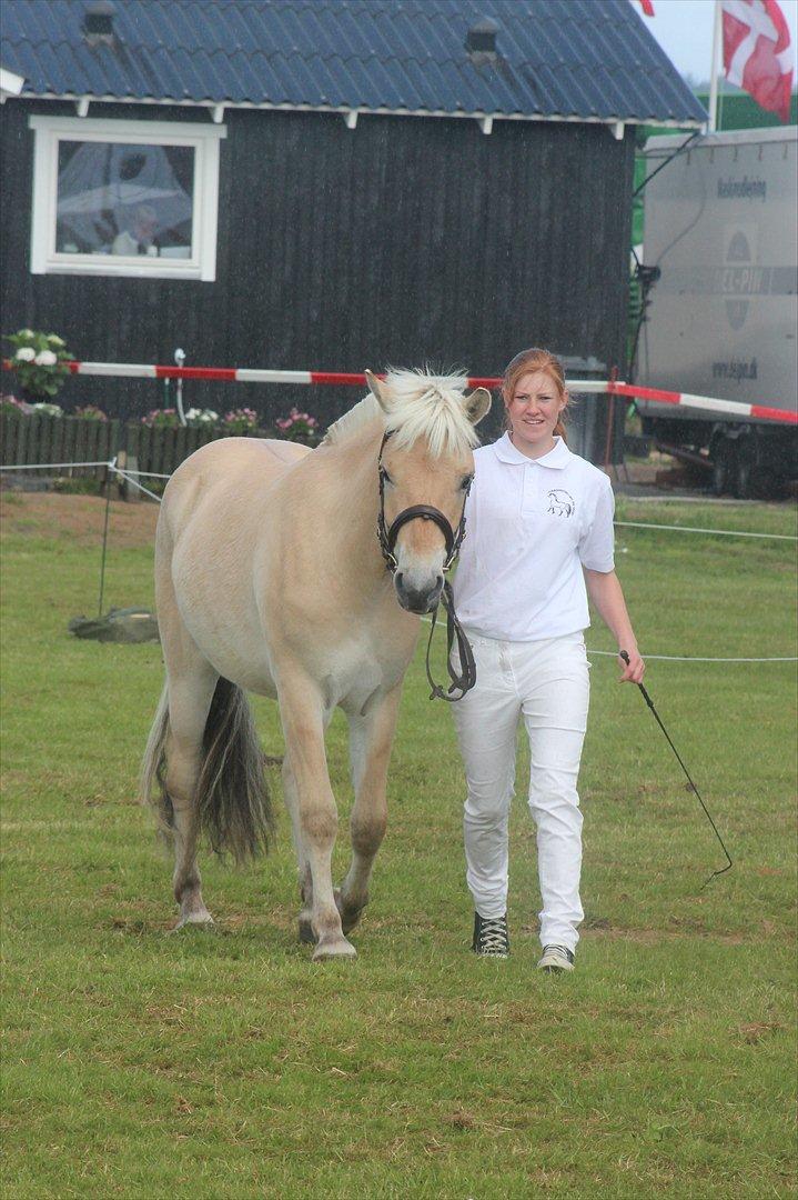 Aabenraa Dyrskue med Confetti - Inde på banen, igen med de andre fjordheste: Valdar Halsnæs, Kiels Gin og Try :-) billede 21