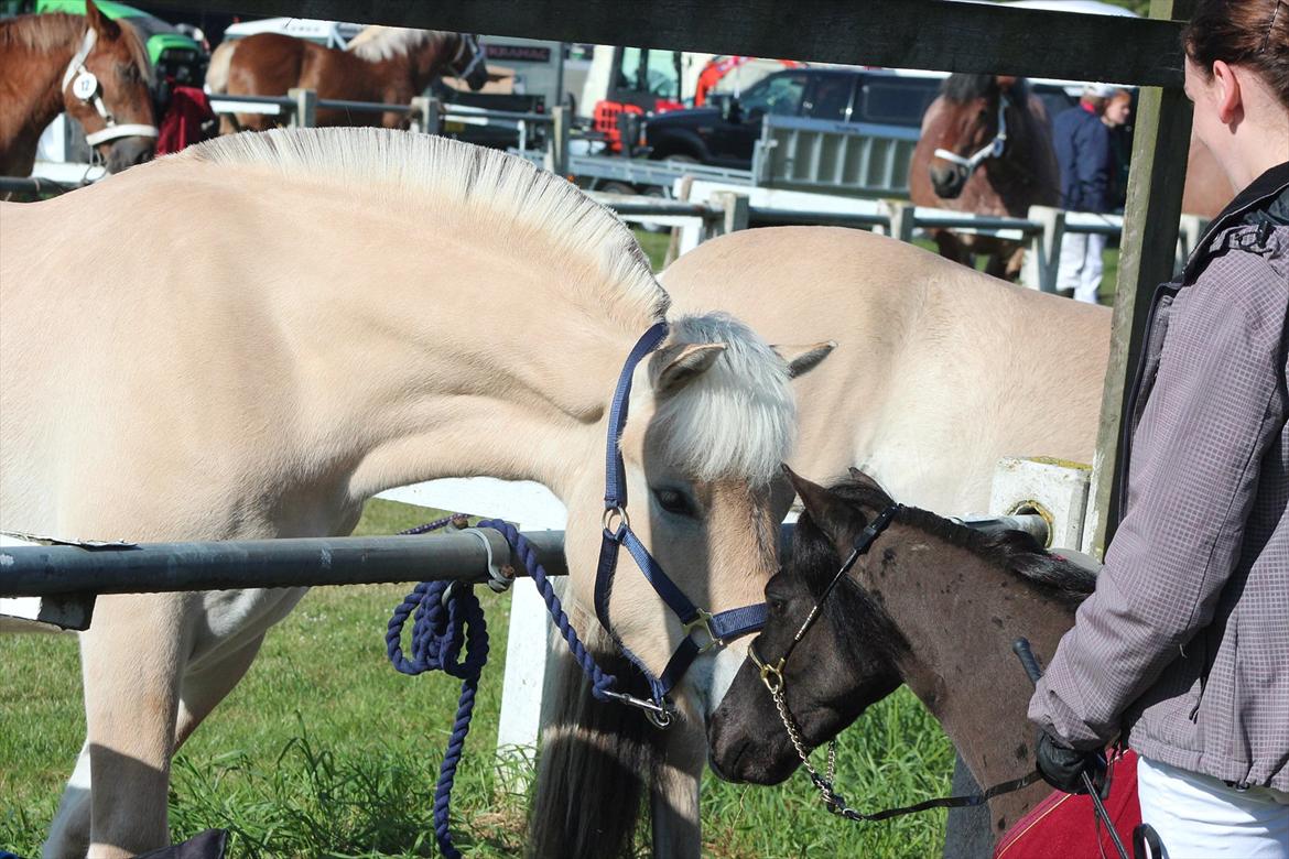 Aabenraa Dyrskue med Confetti - Confetti og miniaturevallaken Diego hilser på hinanden :-) billede 22