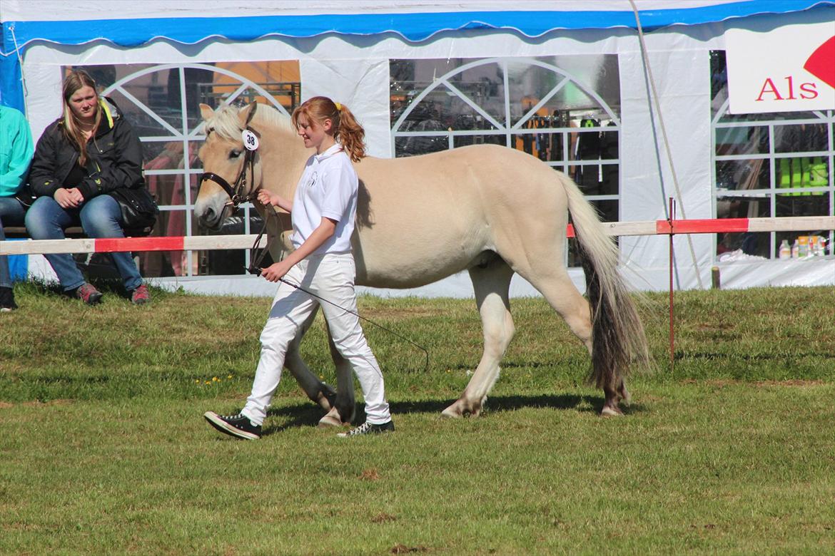 Aabenraa Dyrskue med Confetti - Inde i den store ring :-) billede 25