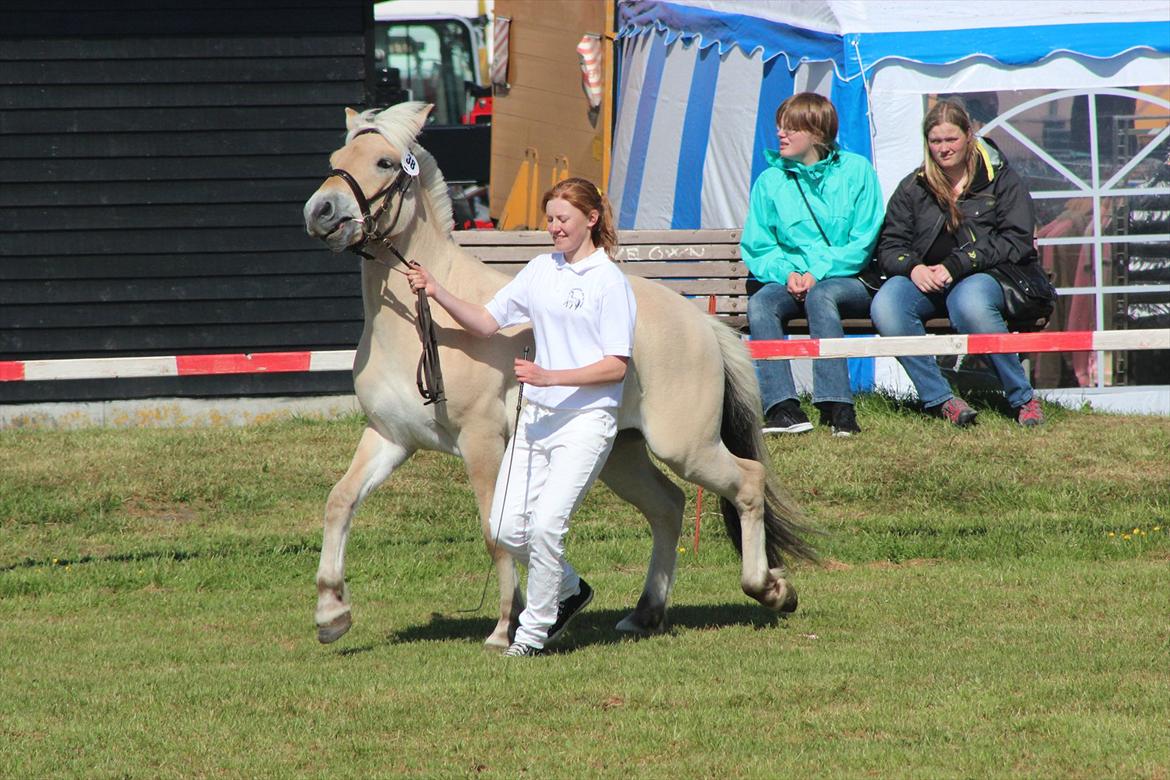 Aabenraa Dyrskue med Confetti - Han var lidt ustyrlig da vi skulle ind for at få vores karakterer! billede 26
