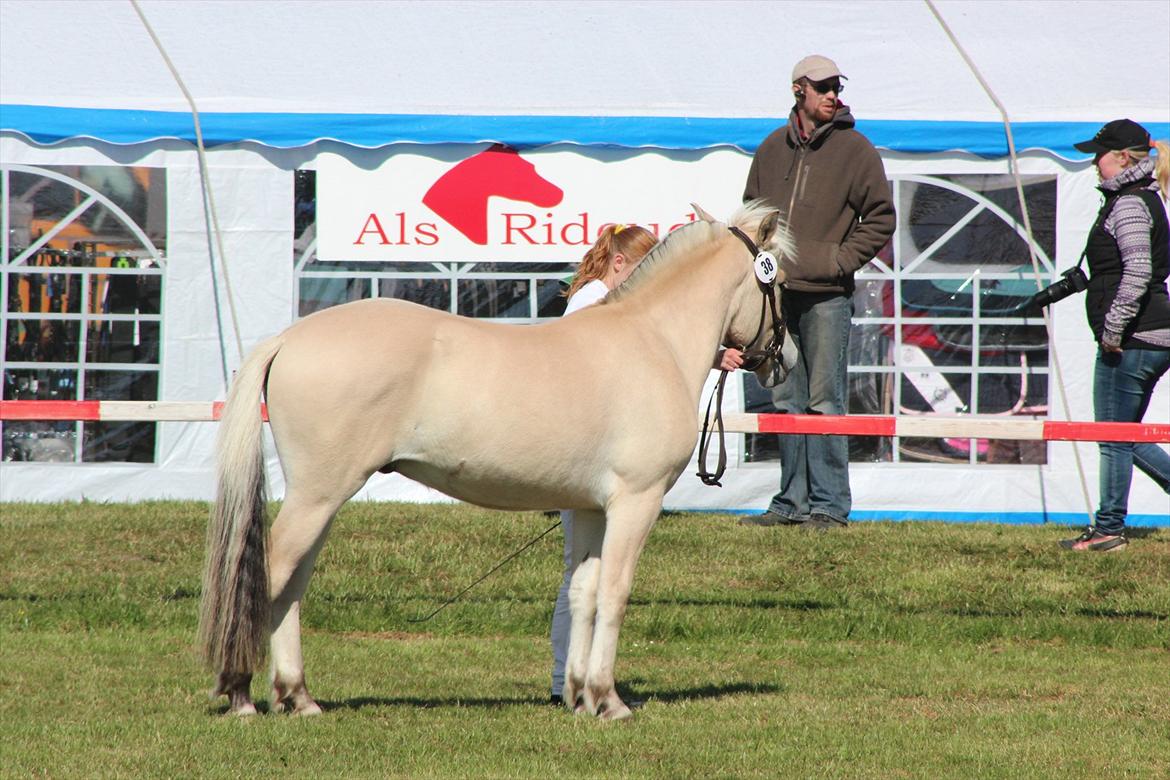 Aabenraa Dyrskue med Confetti - Og endelig stod han stille - dog varede dette kun i få sekunder ;-) billede 28