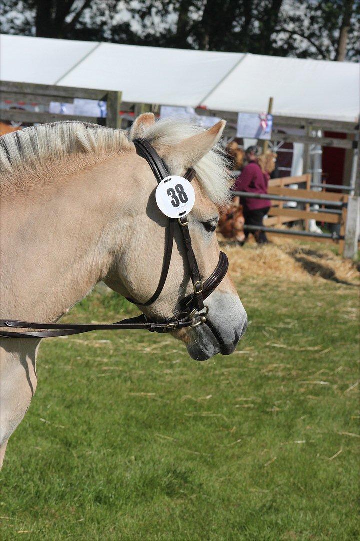 Aabenraa Dyrskue med Confetti - Lamhaves Confetti billede 29