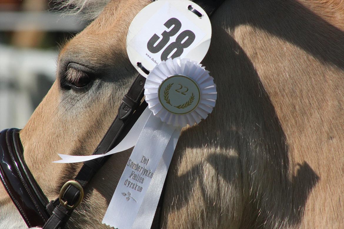Aabenraa Dyrskue med Confetti - Et sidste nærbillede :-) billede 33