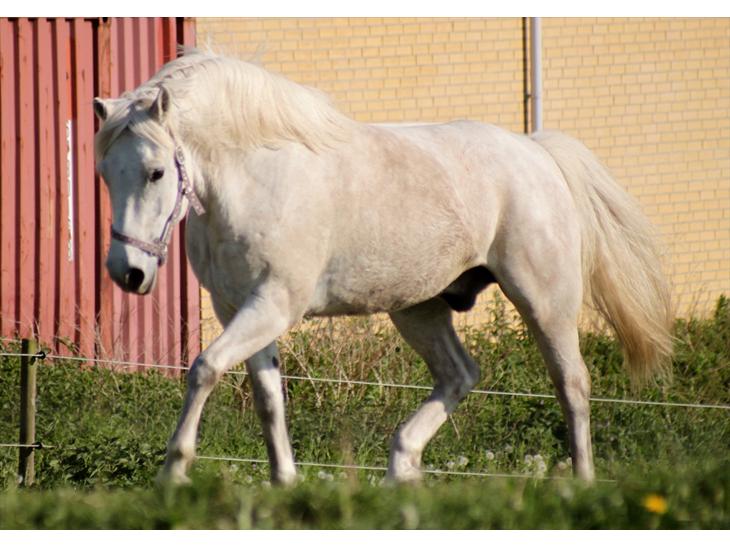 {{currentPhoto.altText}} billede {{currentPhoto.number}}