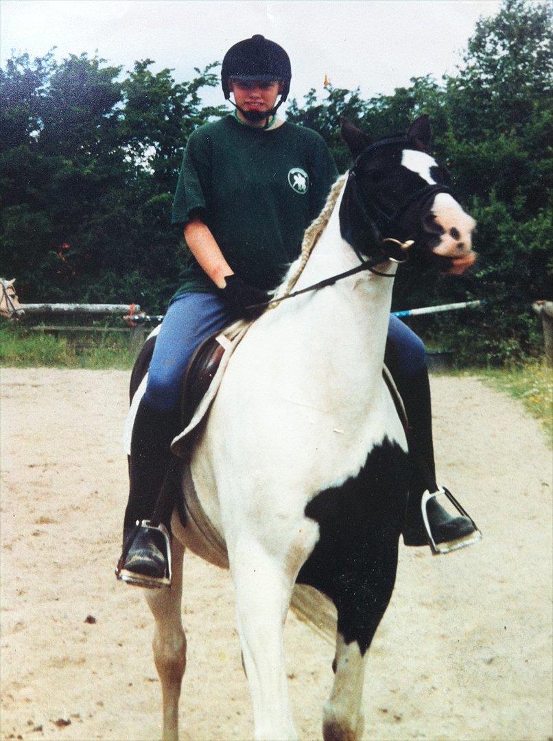 Søger denne Pinto hest billede 1