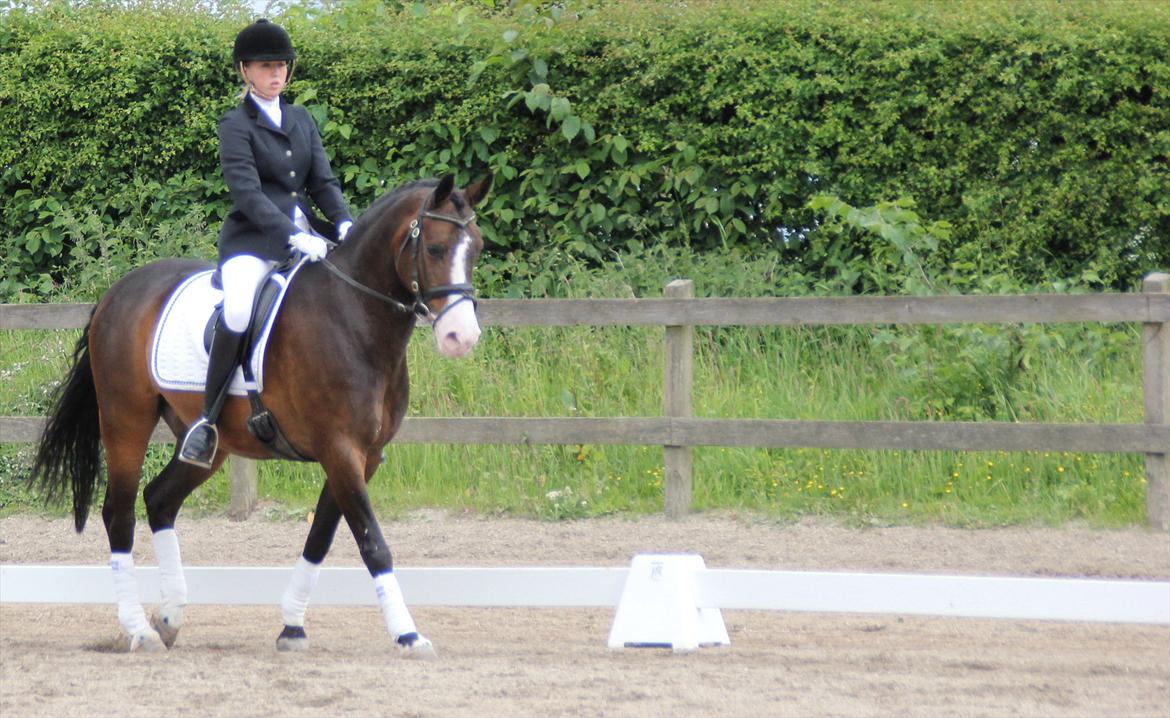 Stævner<3 - Stævne på Mattssons d. 10 juni 2012 - mit første stævne. Startede Lc2 og Lb2<3 billede 1