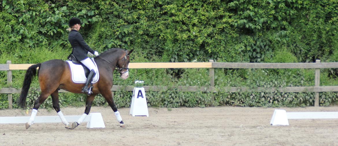 Stævner<3 - Stævne på Mattssons d. 10 juni 2012 - mit første stævne. Startede Lc2 og Lb2<3 billede 3