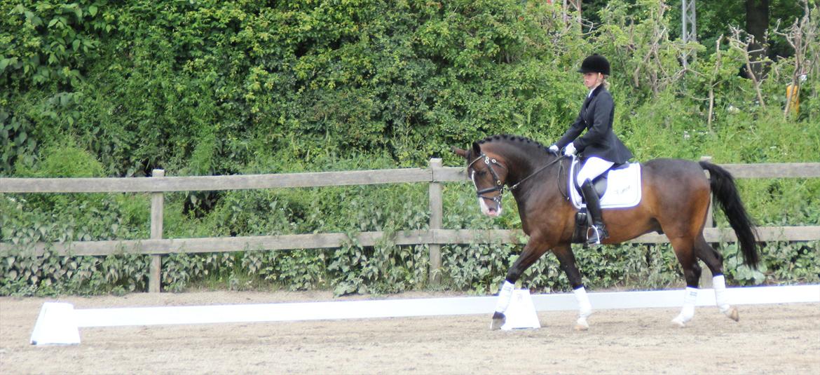 Stævner<3 - Stævne på Mattssons d. 10 juni 2012 - mit første stævne. Startede Lc2 og Lb2<3 billede 5