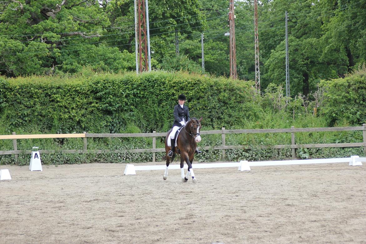 Stævner<3 - Stævne på Mattssons d. 10 juni 2012 - mit første stævne. Startede Lc2 og Lb2<3 billede 7