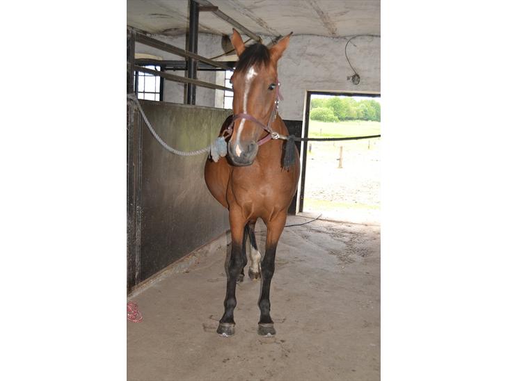 {{currentPhoto.altText}} billede {{currentPhoto.number}}