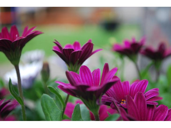 {{currentPhoto.altText}} billede {{currentPhoto.number}}