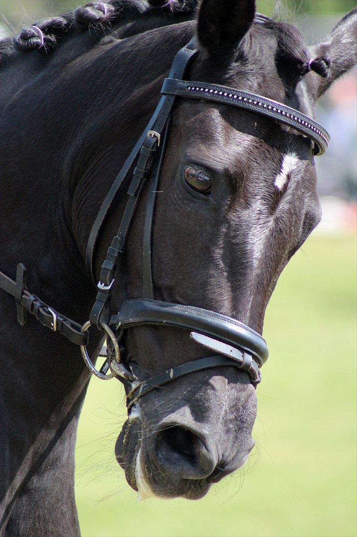 Aabenraa Dyrskue med Confetti - Til Julie og Magic billede 38