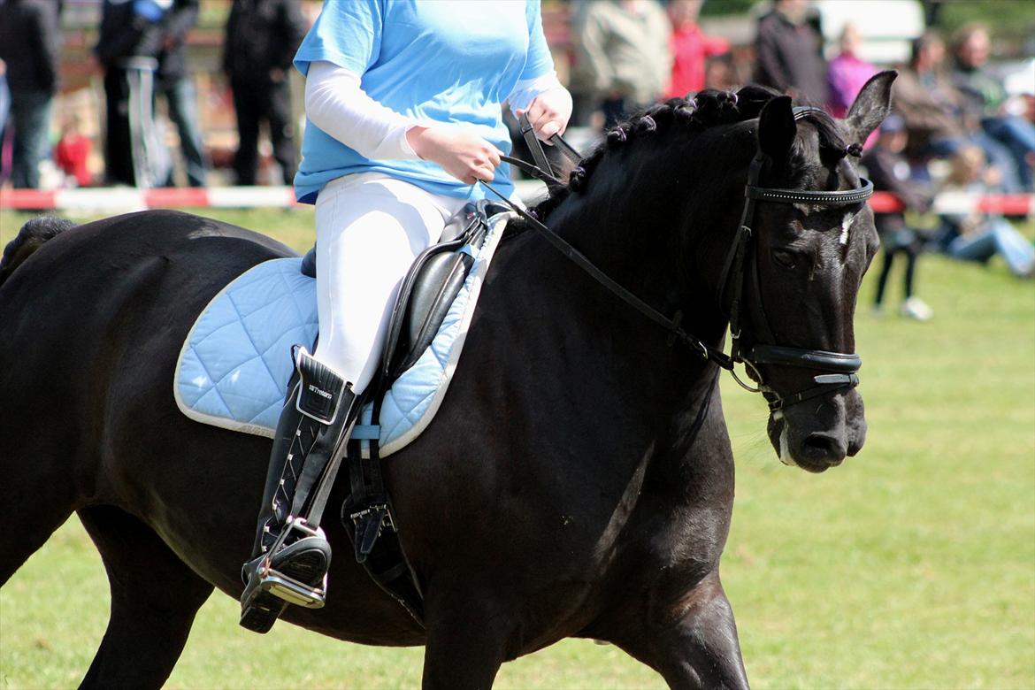 Aabenraa Dyrskue med Confetti - Til Julie og Magic billede 40