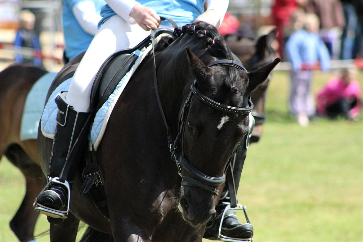 Aabenraa Dyrskue med Confetti - Til Julie og Magic billede 41