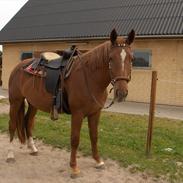 Diva klar til tilridning