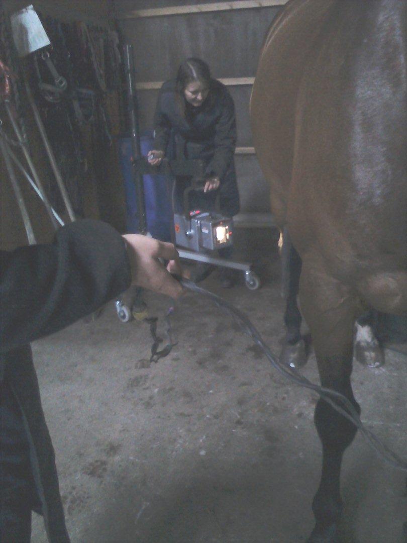 Vores billedebog. - Billede fra da dyrlægen var på besøg ved os i to timer. Dette er fra hvor vi fik konstateret han havde spat :-( - Handlingen på billedet er, at dyrlægen er igang med at røngtenfotografere hans ben. billede 49