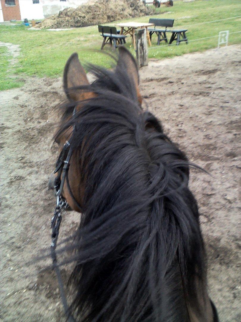 Vores billedebog. - I DAG SKRIDTEDE JEG PÅ MIN HEEEEEEEEST FOR FØRSTE GANG SIDEN UGE 17!! :-D Er jeg lige glad eller hvad? xD Jeg startede med at hente ham ind, og strigle vidunderdyret :-* Han var bare så søøøøøøød!! :-D Han stod helt stille, hvilket ikke er så tit det sker, så det var bare endnu bedre! :-D
Jeg lånte min mors sadel, da den ligger bedst på ham, men stadig ikke optimalt. Så jeg lagde lammeskindsunderlag mellem sadlen og hans dejlige underlag med navn (Y) også fik han hovedtøj på :-P Jeg vil ikke sidde og sige, at jeg ikke var nervøs for hvordan han ville reagere. Sidste gang jeg sad på ham, så bukkede han mig af 3 gange. Jeg kom dog op igen, hvor min mor holdte ham, men han var så utilpas med det, at jeg ikke sad der mere end max. 30 sek. Men i dag, ufh! Jeg kan slet ikke glemme glæden ved at sidde på sin elskede hest! :-D Han tog det hele super pænt, og jeg kom op uden noget bøvl! :-D Jeg skridtede lidt rundt på ridebanen først, mens de andre kom op på deres heste, og han var bare søød! :-D Vi skridtede en lille tur, udelukkende i skridt! :-D Og selvom han ikke har været brugt i et par mdr. så var der intet at mærke på ham! :-D Uuuuuhhh han var bare fantastisk!! :-D Da vi kom hjem, blev han også forkælet lidt :-D Thihihi <3 Dejlige dyr jeg har! :-D<3<3 billede 50