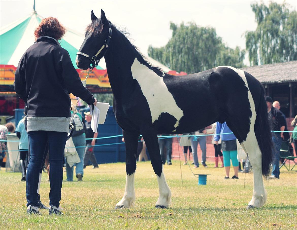 Bentley Af Bølå & Monique Kromann (LRØ dyreskue i Horsens D. 14-16 Juni, 2012) billede 5