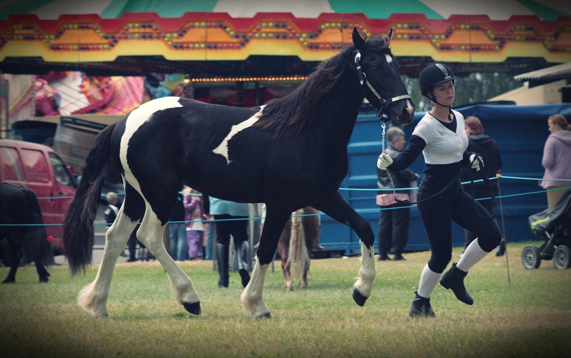 Bentley Af Bølå & Monique Kromann (LRØ dyreskue i Horsens D. 14-16 Juni, 2012) billede 6