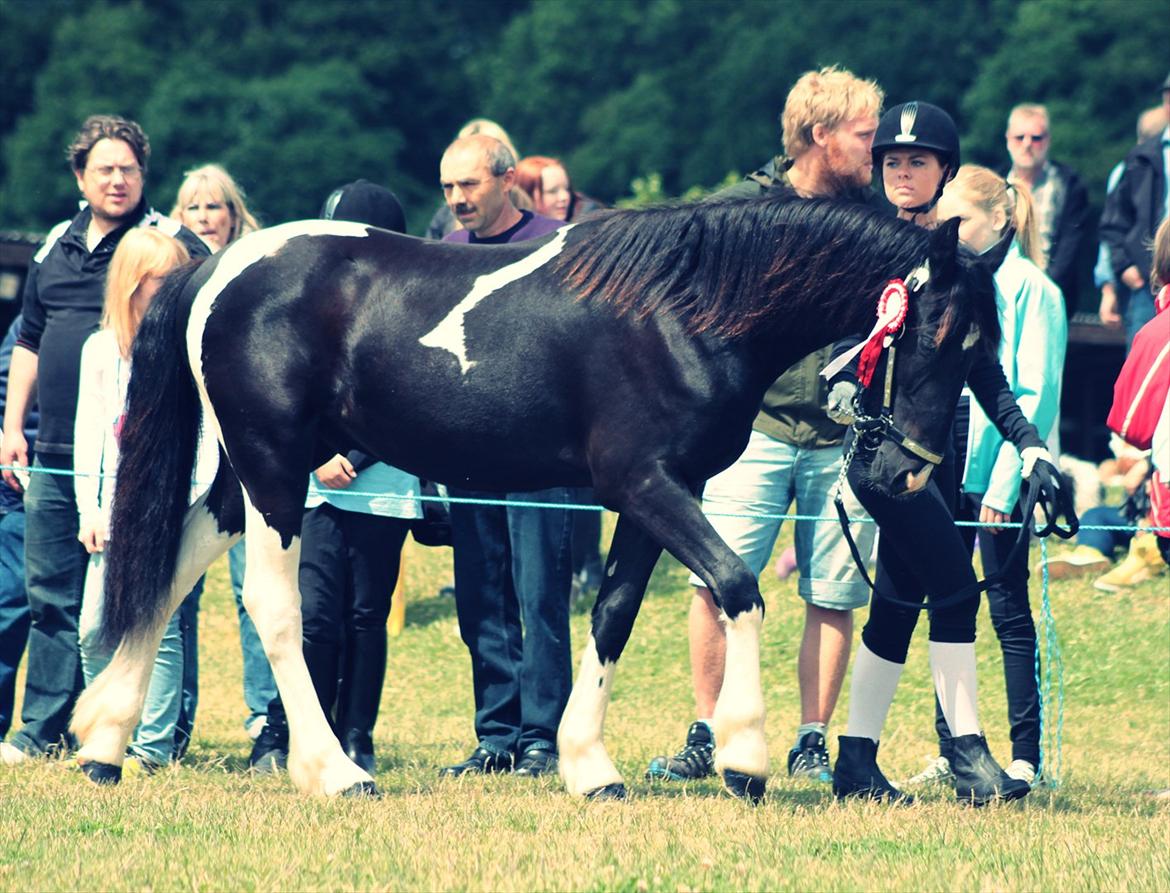 Bentley Af Bølå & Monique Kromann (LRØ dyreskue i Horsens D. 14-16 Juni, 2012) billede 10