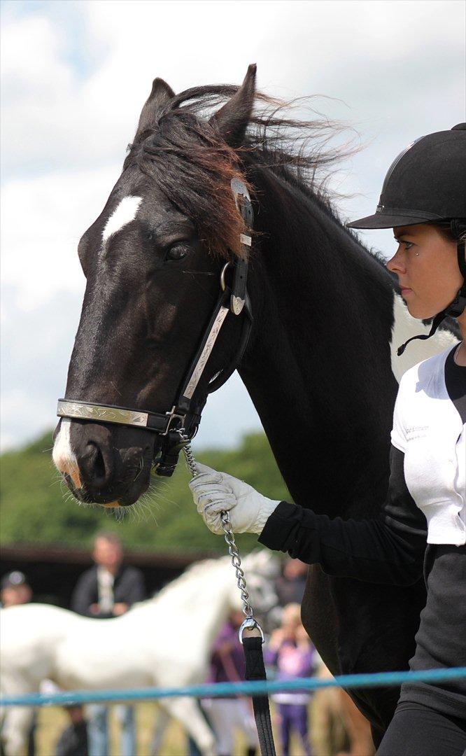 Bentley Af Bølå & Monique Kromann (LRØ dyreskue i Horsens D. 14-16 Juni, 2012) billede 11