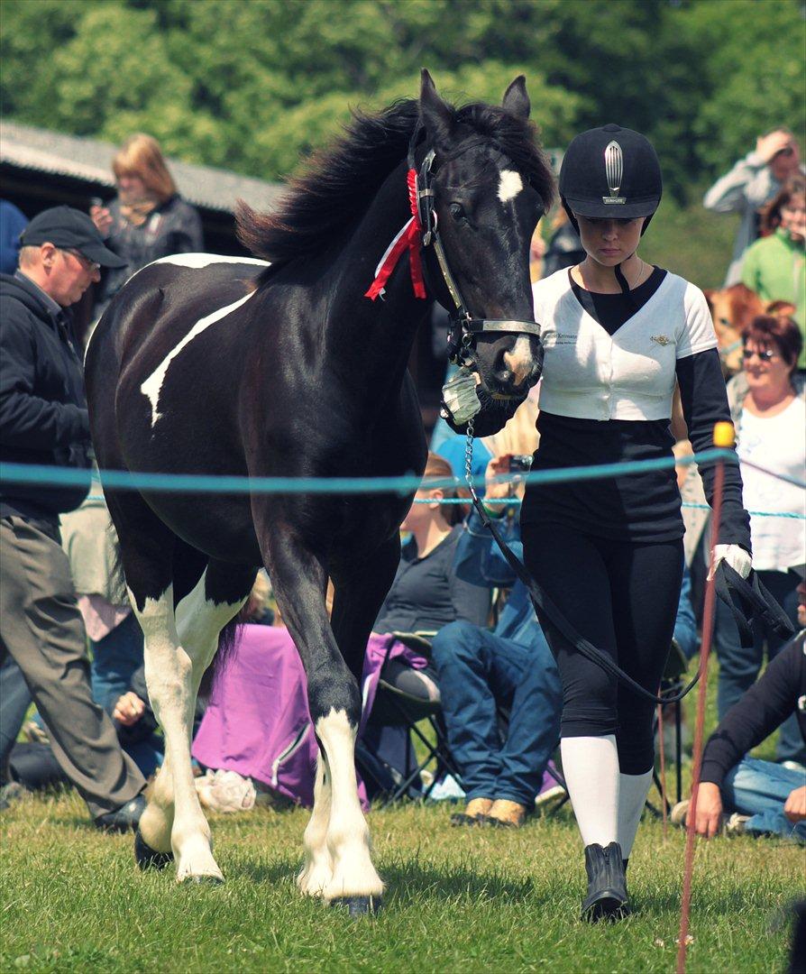 Bentley Af Bølå & Monique Kromann (LRØ dyreskue i Horsens D. 14-16 Juni, 2012) billede 12