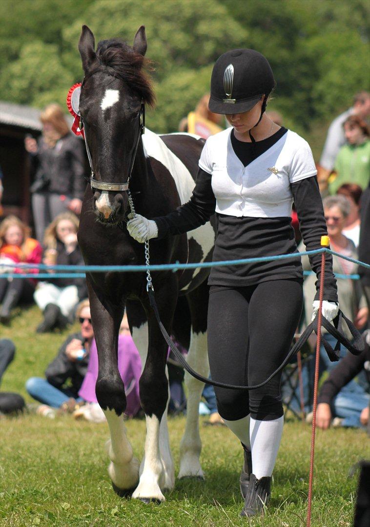 Bentley Af Bølå & Monique Kromann (LRØ dyreskue i Horsens D. 14-16 Juni, 2012) billede 13