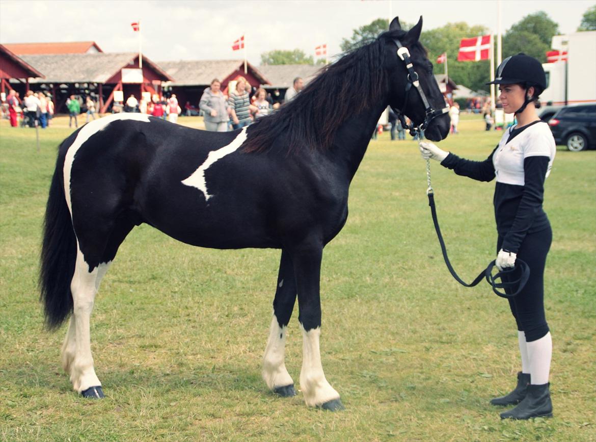 Bentley Af Bølå & Monique Kromann (LRØ dyreskue i Horsens D. 14-16 Juni, 2012) billede 18