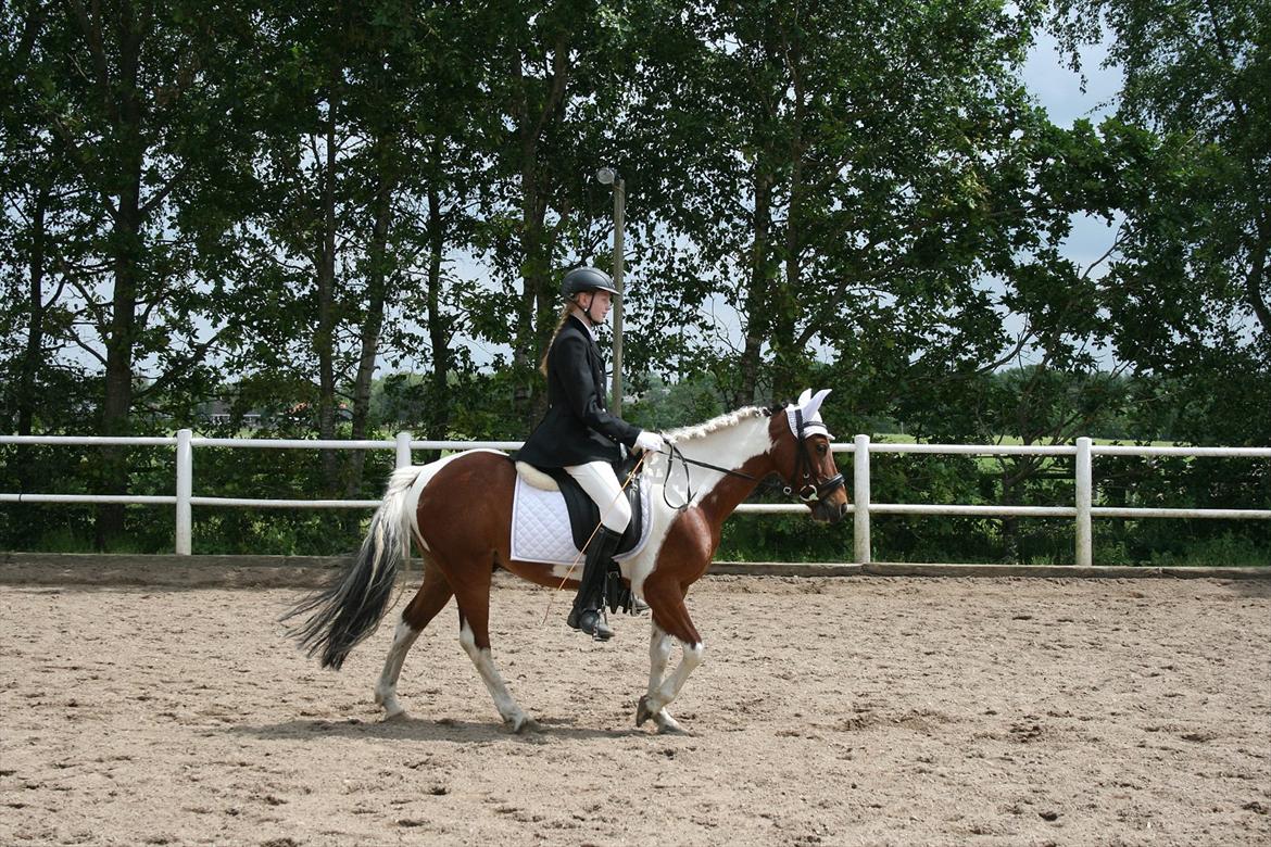 Pinocchio Star- LD1 og 2 til Klubstævne på Vamdrup rideklub d. 16/6-12 billede 1