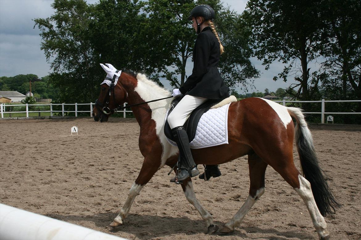 Pinocchio Star- LD1 og 2 til Klubstævne på Vamdrup rideklub d. 16/6-12 billede 3