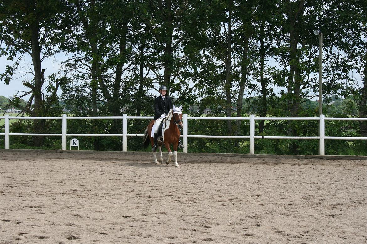 Pinocchio Star- LD1 og 2 til Klubstævne på Vamdrup rideklub d. 16/6-12 billede 5