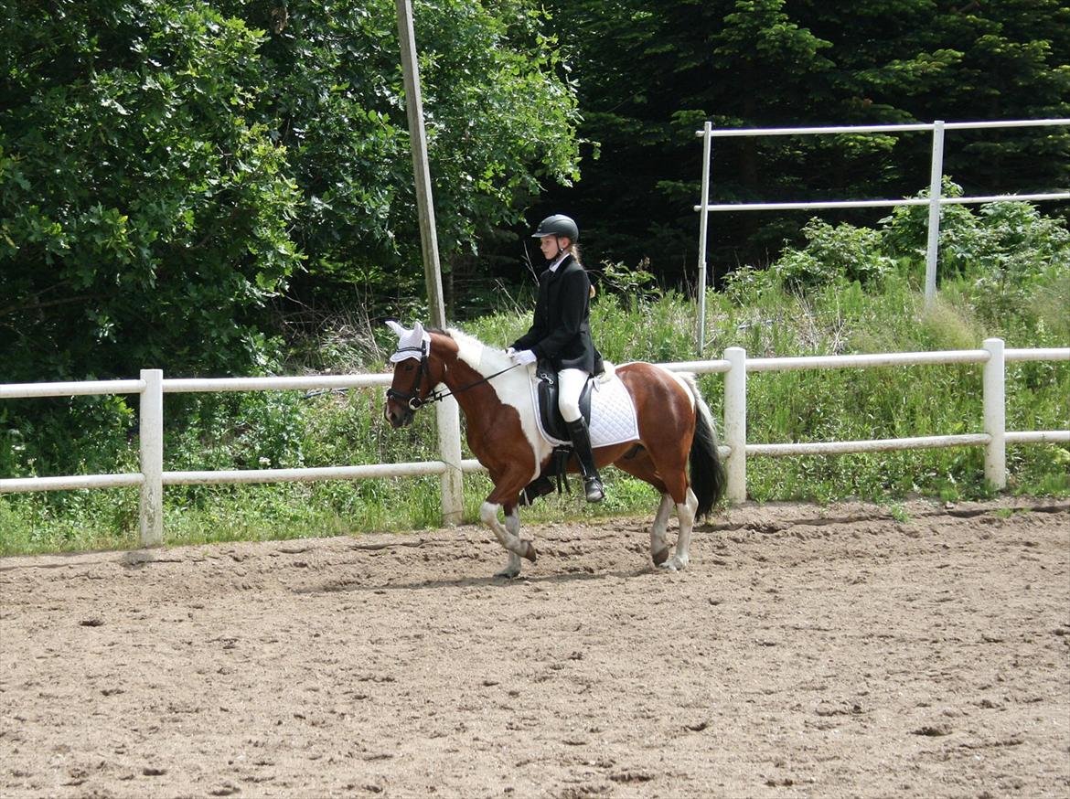 Pinocchio Star- LD1 og 2 til Klubstævne på Vamdrup rideklub d. 16/6-12 billede 7