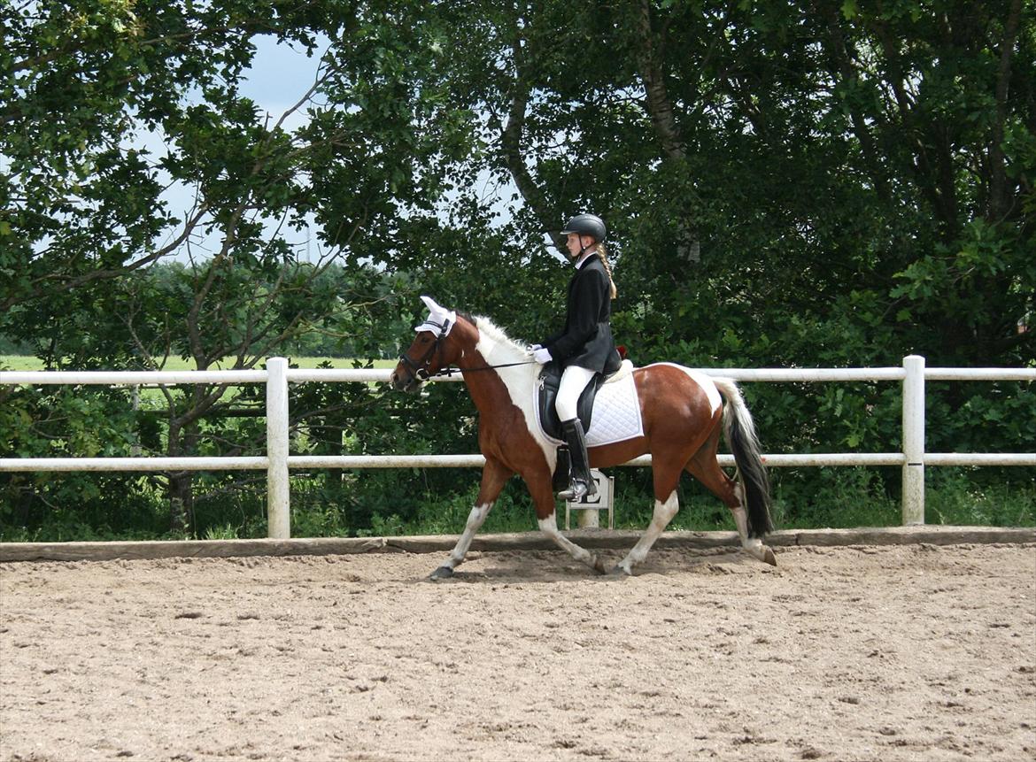 Pinocchio Star- LD1 og 2 til Klubstævne på Vamdrup rideklub d. 16/6-12 billede 8