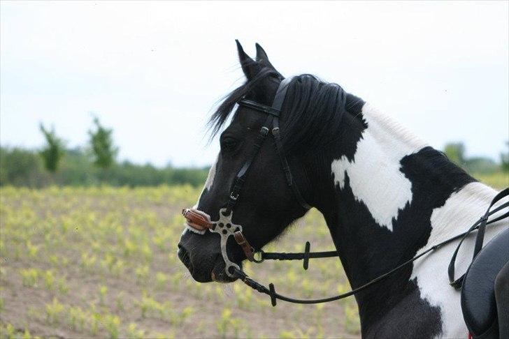 En dag med kamera! - Jeg har den smukkeste hest! billede 6