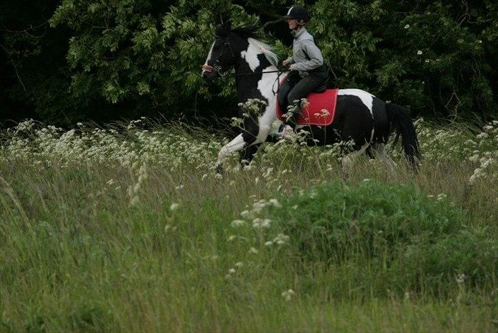 En dag med kamera! - Lille hyper hest! :p billede 29