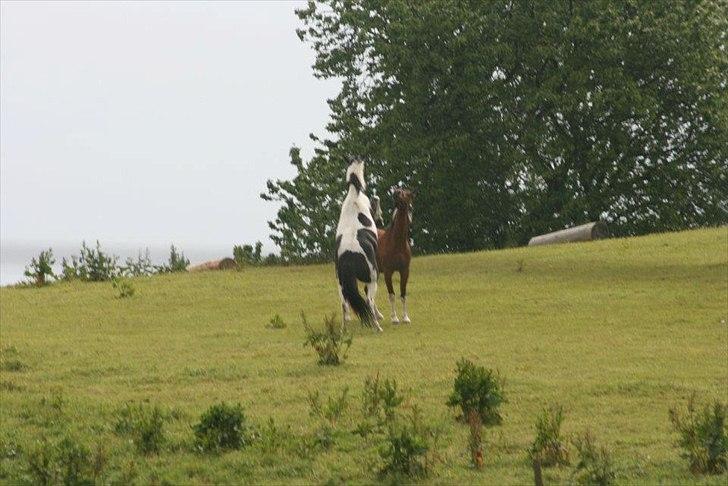 En dag med kamera! - Skøre hest! :p billede 69