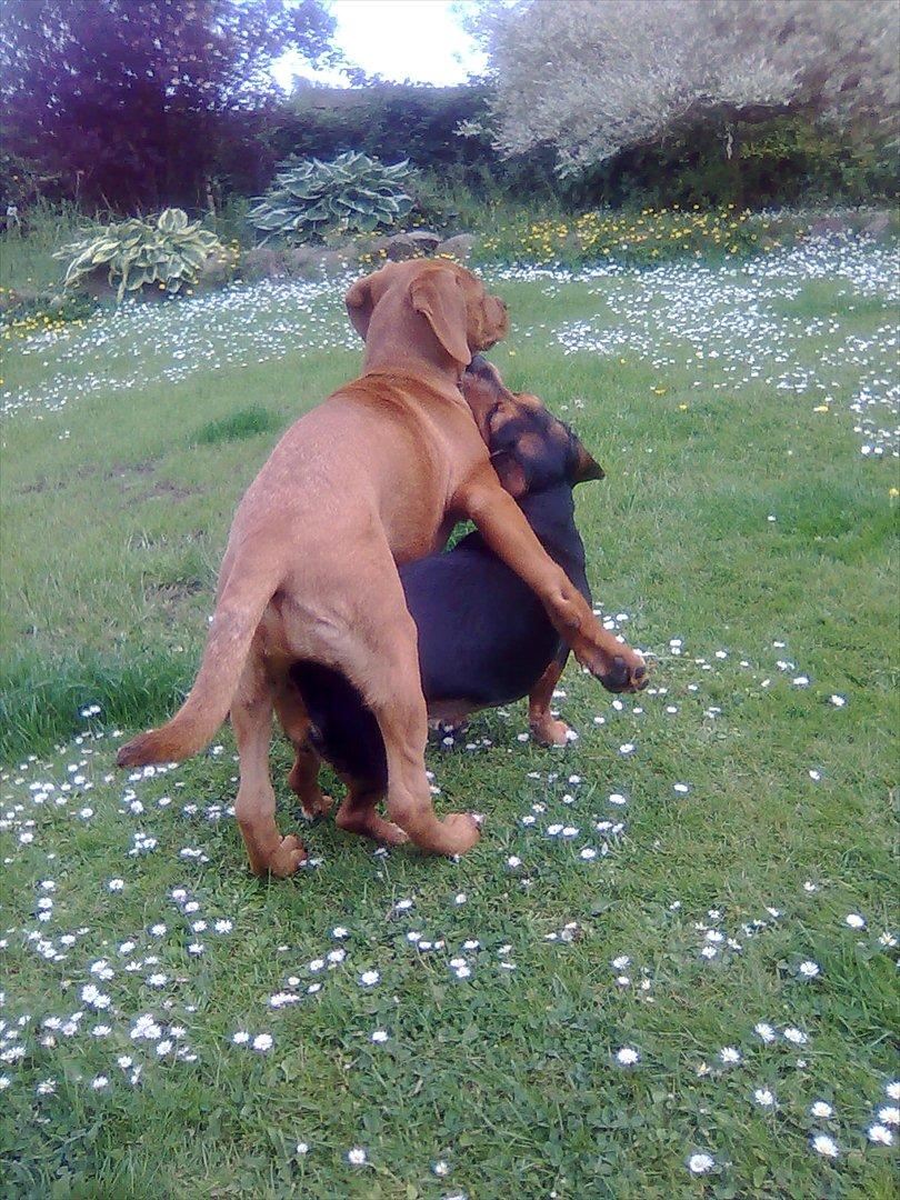 Broholmer bibsen billede 36