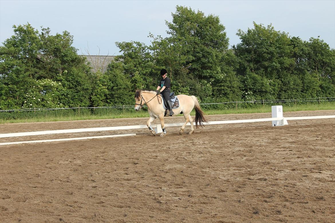 Alfred - Dressur træning 20/06-12 (Efter at have redet ham i 1,5 måned) billede 1