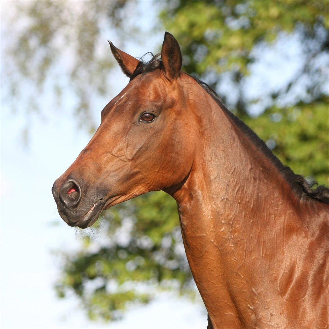 Sommer og sol billede 2