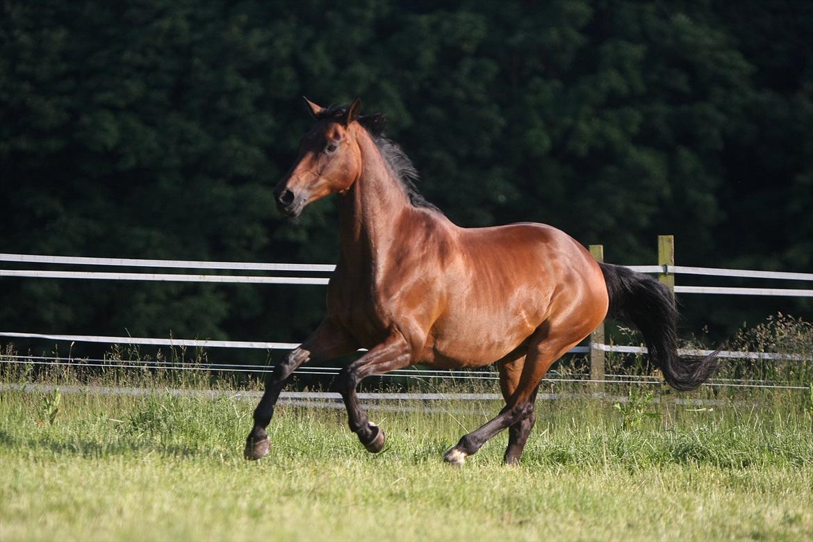 Sommer og sol billede 3