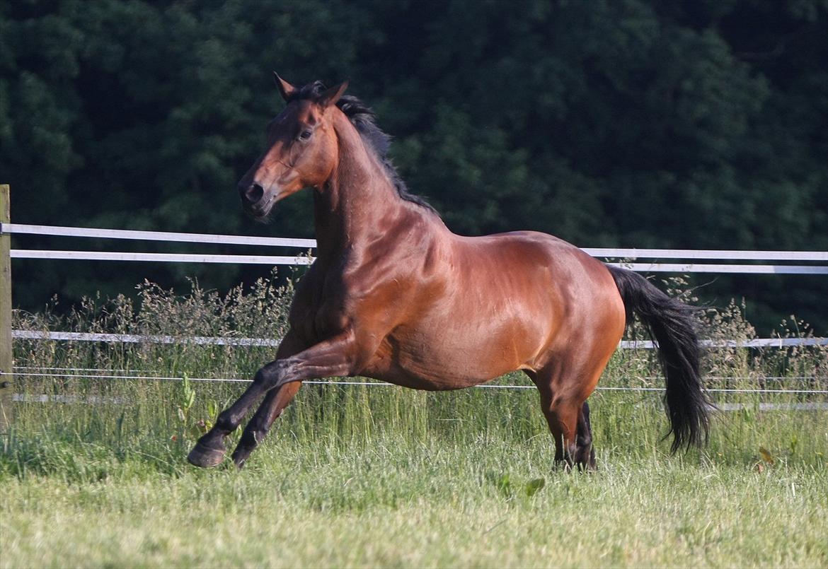 Sommer og sol billede 4