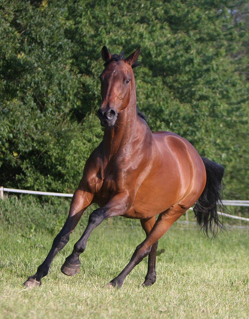 Sommer og sol billede 5